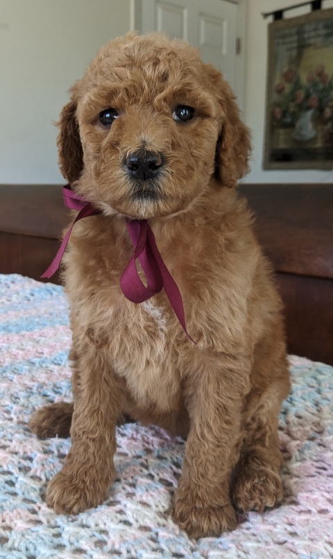 Goldendoodle puppies for sale near me in San Diego CA