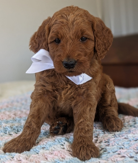 Goldendoodle puppies for sale near me in San Diego CA