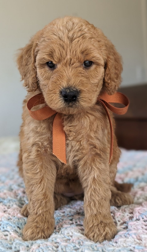 Goldendoodle puppies for sale near me in San Diego CA