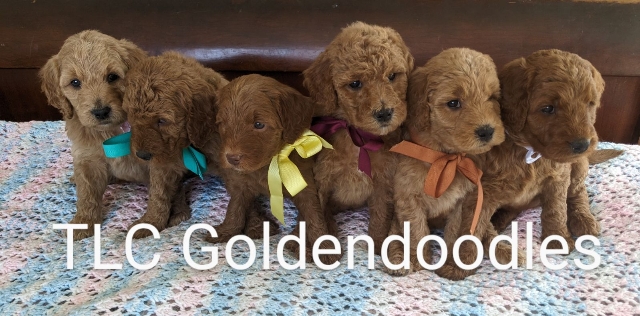 Goldendoodle puppies for sale near me in San Diego CA