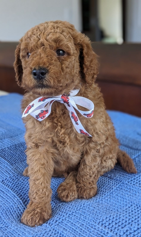 Goldendoodle puppies for sale near me in San Diego CA