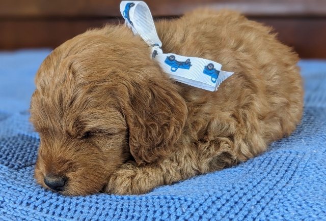 Goldendoodle puppies for sale near me in San Diego CA