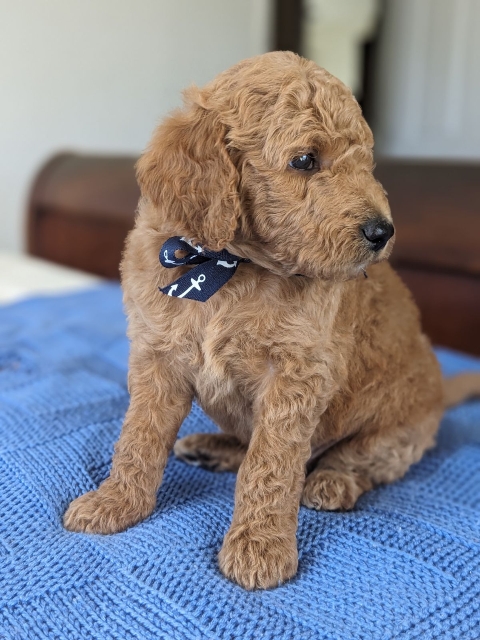 Goldendoodle puppies for sale near me in San Diego CA