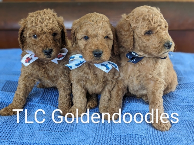 Goldendoodle puppies for sale near me in San Diego CA