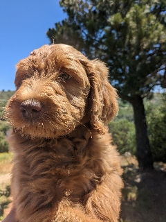 Goldendoodle puppies for sale near me in San Diego CA