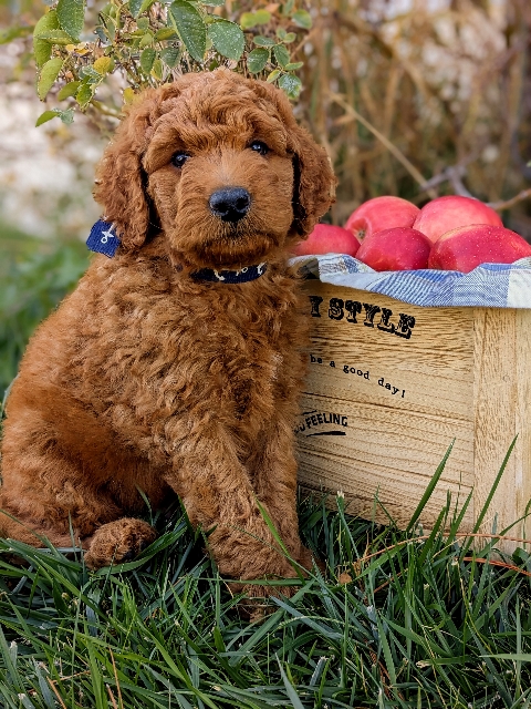 Goldendoodle puppies for sale near me in San Diego CA