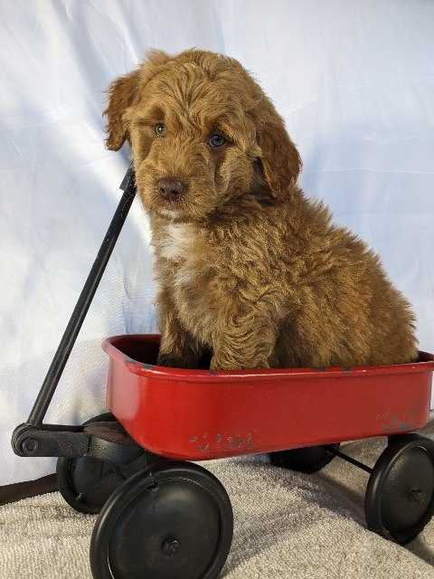 Doodle puppies for sale in San Diego California