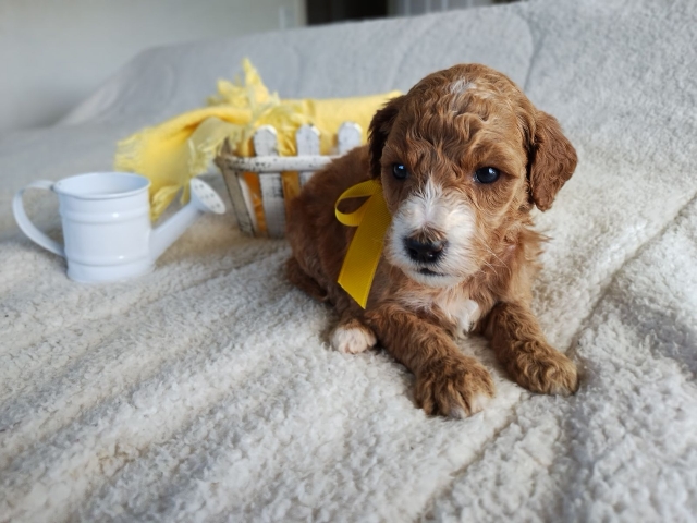 Goldendoodle puppies near me in San Diego CA