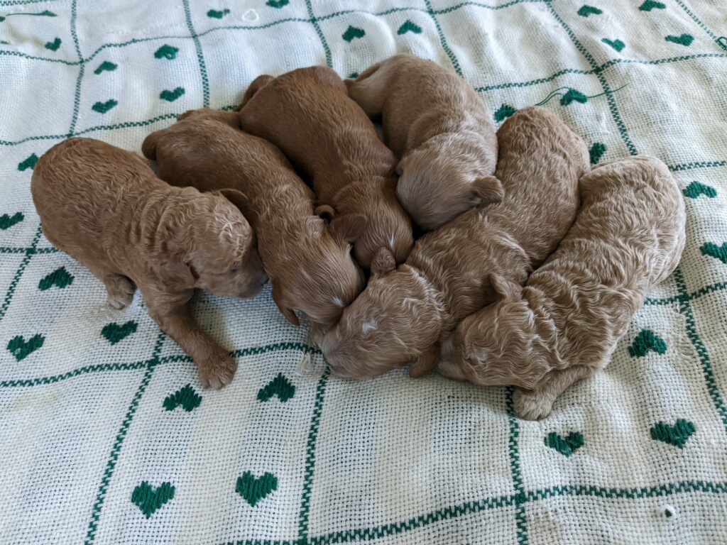 Goldendoodle puppies near me in San Diego CA