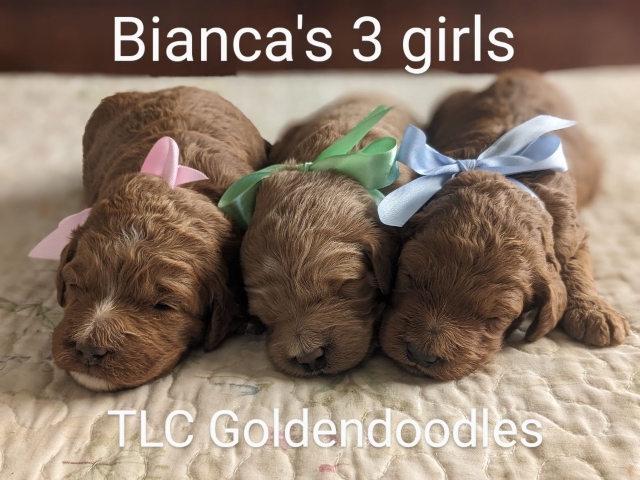 Goldendoodle puppies for sale near me in San Diego CA