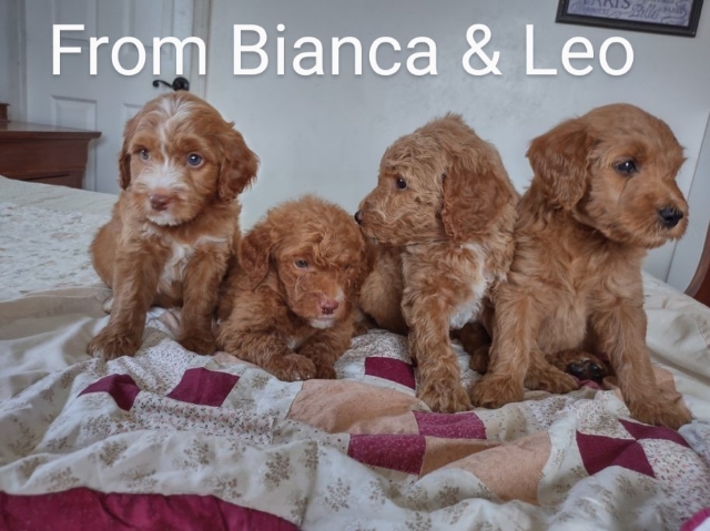 Goldendoodle puppies for sale near me in San Diego CA