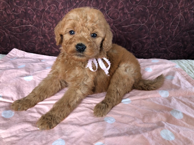 Goldendoodle puppies available San Diego CA