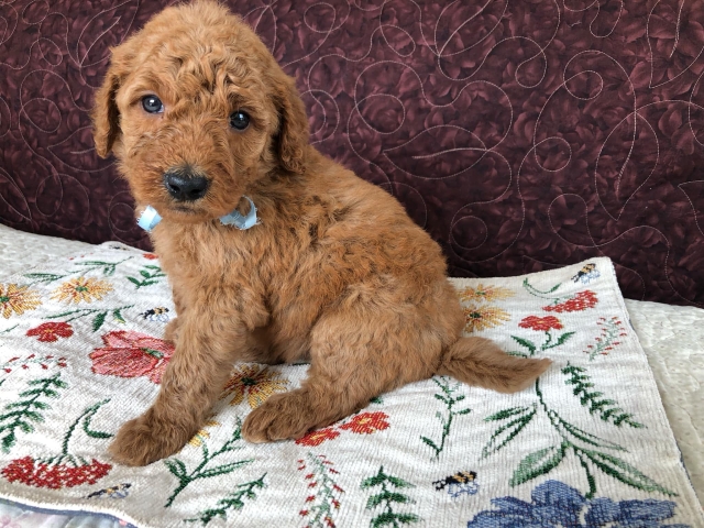 Goldendoodle puppies available San Diego CA