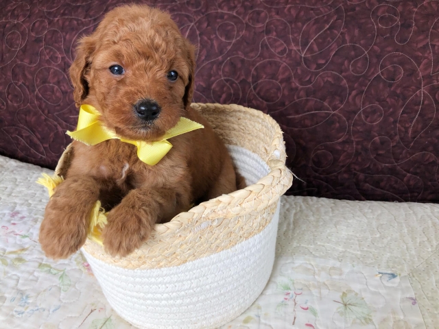 Goldendoodle puppies available San Diego CA