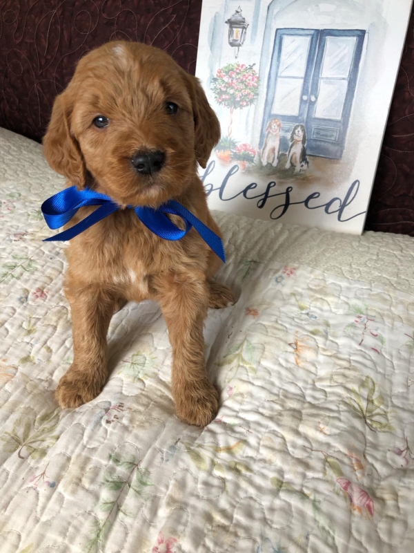 Goldendoodle puppies available San Diego CA