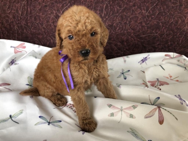 Goldendoodle puppies available San Diego CA