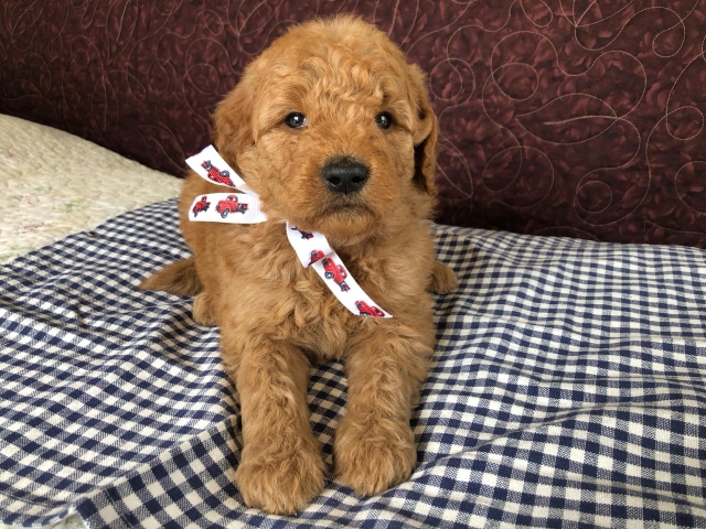 Goldendoodle puppies available San Diego CA