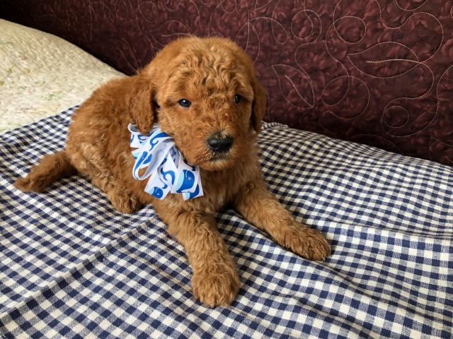 Goldendoodle puppies available San Diego CA