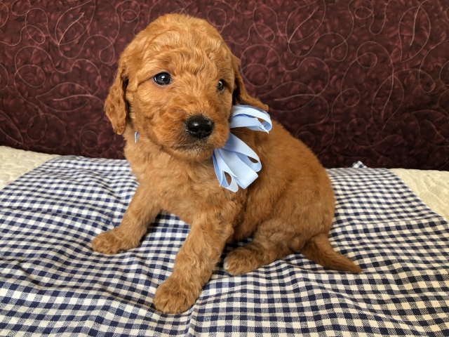 Goldendoodle puppies available San Diego CA