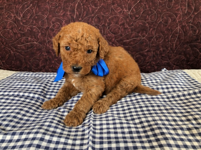 Goldendoodle puppies available San Diego CA