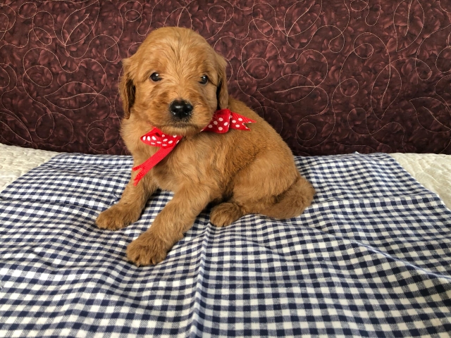 Goldendoodle puppies available San Diego CA