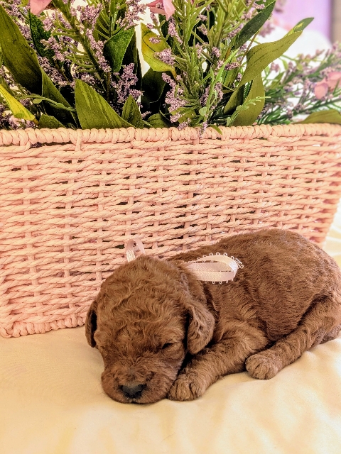 Goldendoodle puppies available San Diego CA