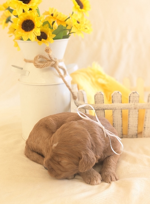 Goldendoodle puppies available San Diego CA