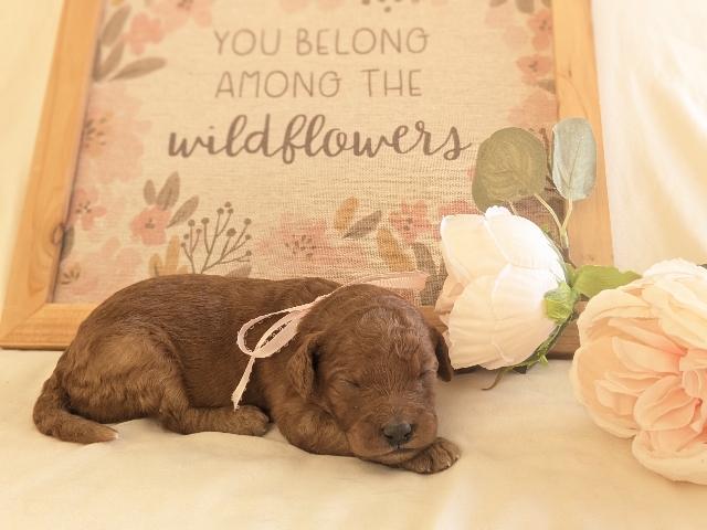 Goldendoodle puppies available San Diego CA