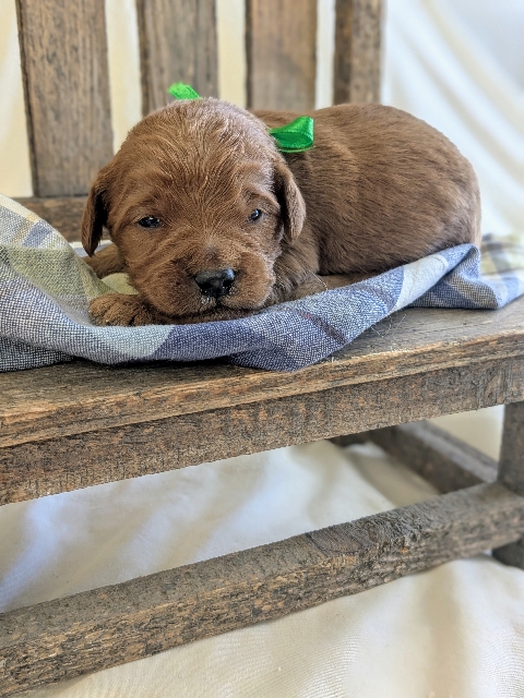 Goldendoodle puppies available San Diego CA