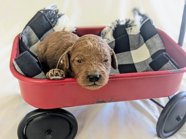 Goldendoodle puppies available San Diego CA