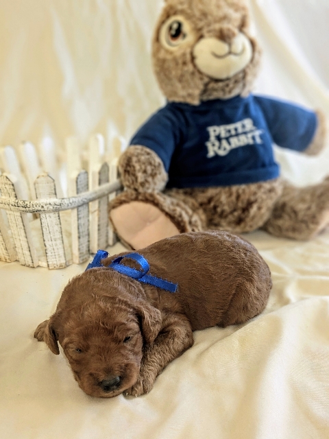 Goldendoodle puppies available San Diego CA