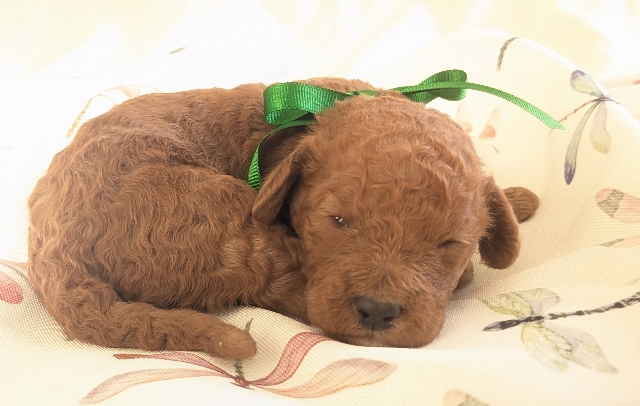 Goldendoodle puppies available San Diego CA