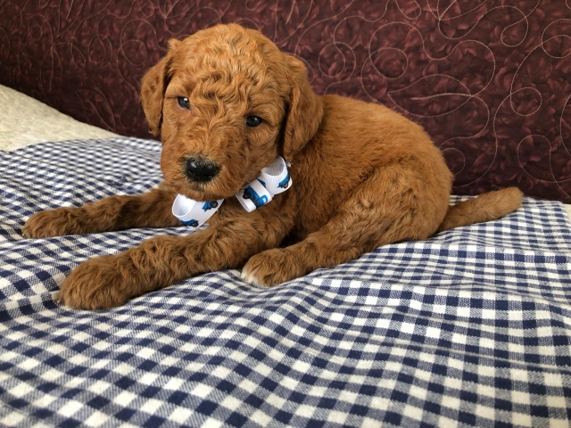 Goldendoodle puppies available San Diego CA