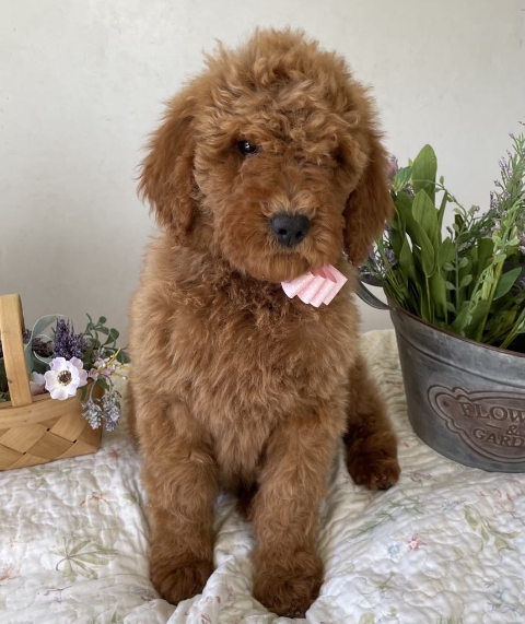 Goldendoodle puppies available San Diego CA