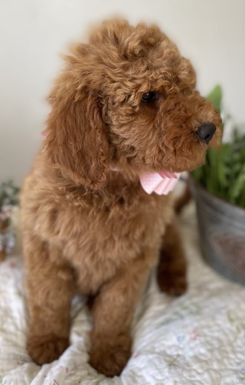 Goldendoodle puppies available San Diego CA
