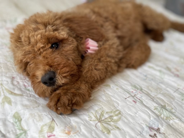 Goldendoodle puppies available San Diego CA