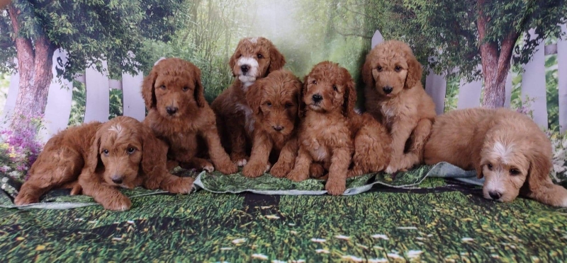 Goldendoodle puppies available San Diego CA