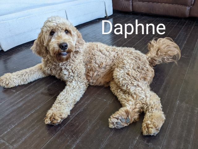 Goldendoodle puppies San Diego CA, TLC Goldendoodle Daphne
