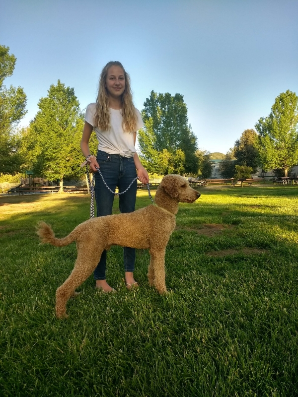 Goldendoodle puppies for sale in San Diego CA, Duke