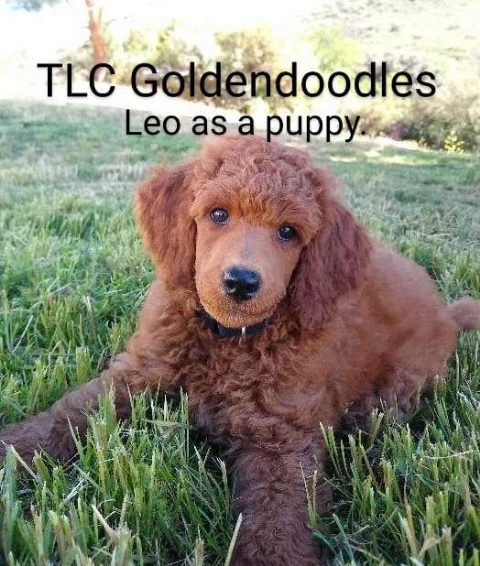 Goldendoodle puppies for sale in San Diego CA