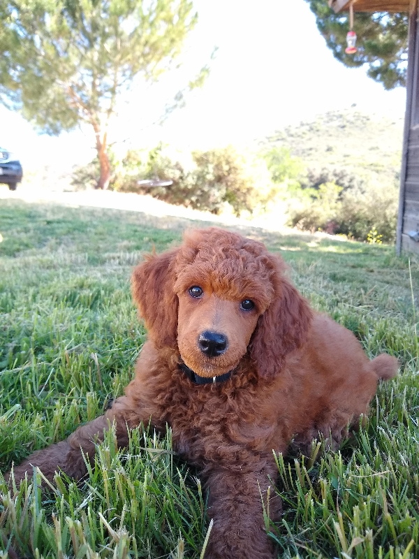 Goldendoodle puppies for sale in San Diego CA, Leo