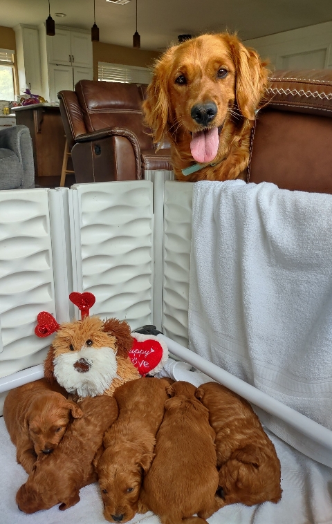 Goldendoodle puppies available San Diego CA