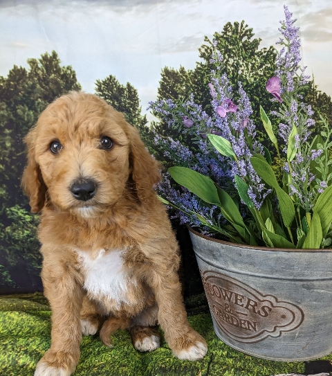 Goldendoodle puppy microchip #41