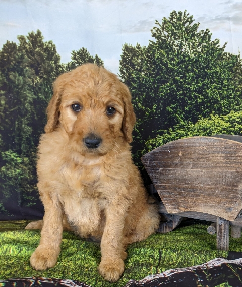 Goldendoodle puppy microchip #9