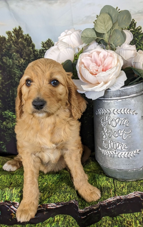 Goldendoodle puppy microchip #39