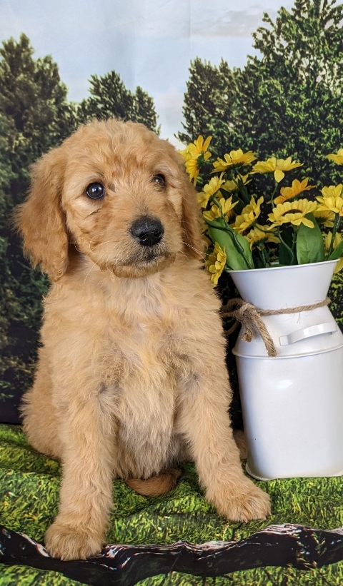 Goldendoodle puppy microchip #10