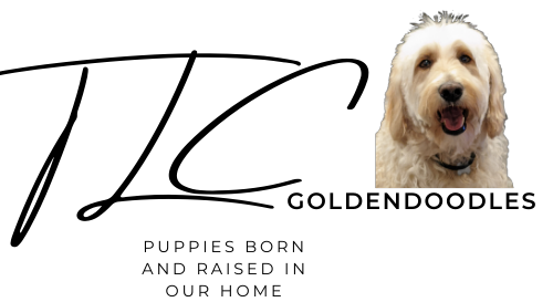 Goldendoodle puppies for sale in San Diego California