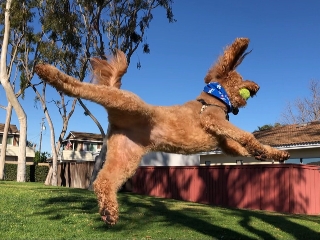 Doodle puppies for sale in San Diego California