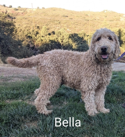 Goldendoodle puppies San Diego CA, TLC Goldendoodle Bella