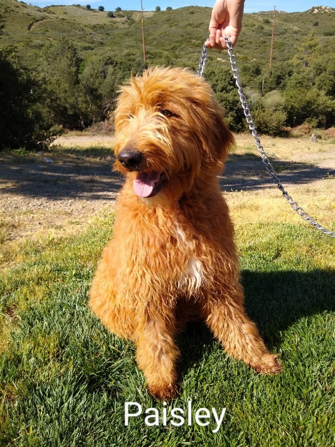 Goldendoodle puppies San Diego CA, TLC Goldendoodle Paisley